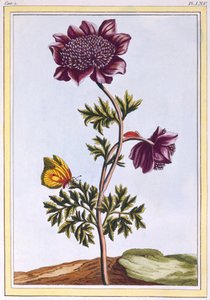 Anemone del giardino (Windflower), c.1776